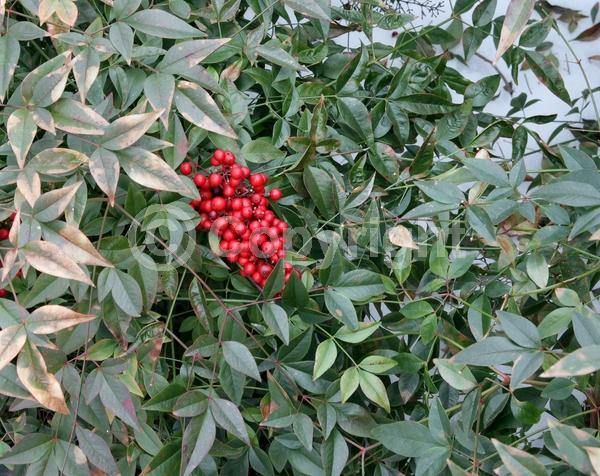 White blooms; Evergreen; Needles or needle-like leaf