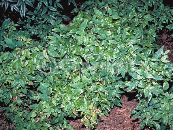 White blooms; Evergreen; Needles or needle-like leaf