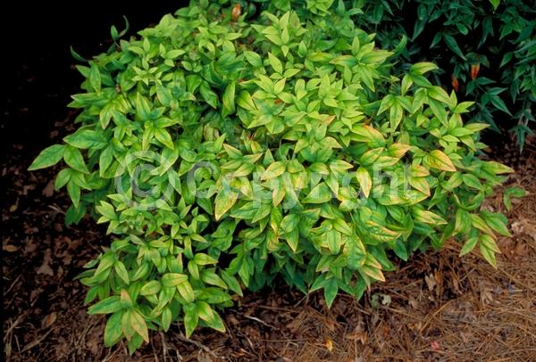 White blooms; Evergreen; Needles or needle-like leaf