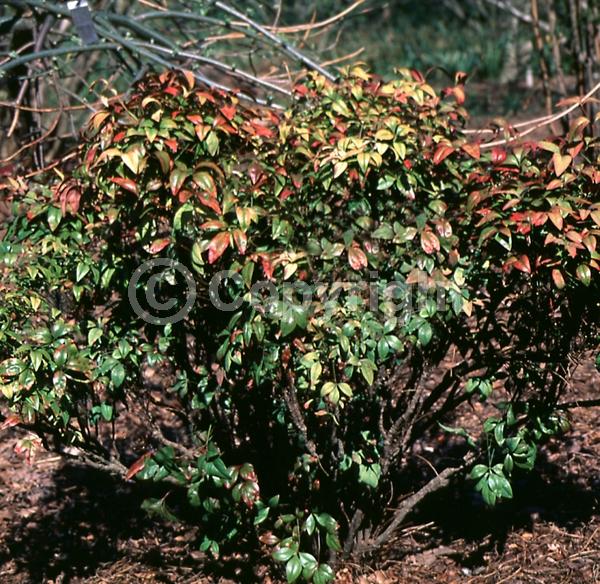 White blooms; Evergreen; Needles or needle-like leaf