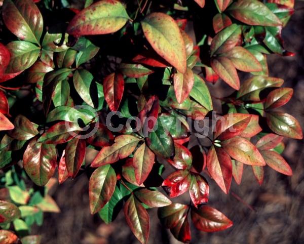 White blooms; Evergreen; Needles or needle-like leaf