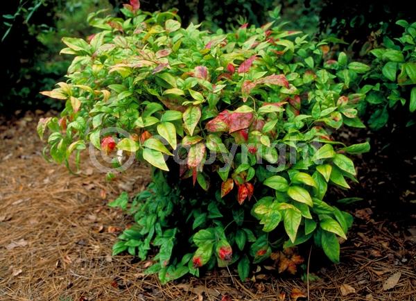 White blooms; Evergreen; Needles or needle-like leaf