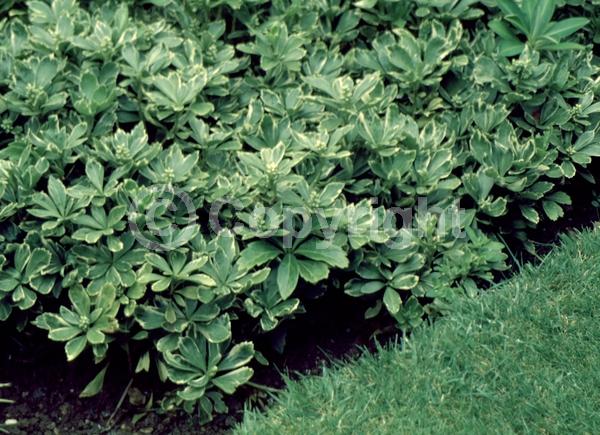 White blooms; Evergreen