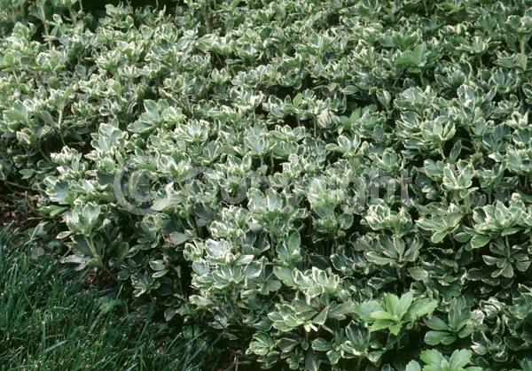 White blooms; Evergreen