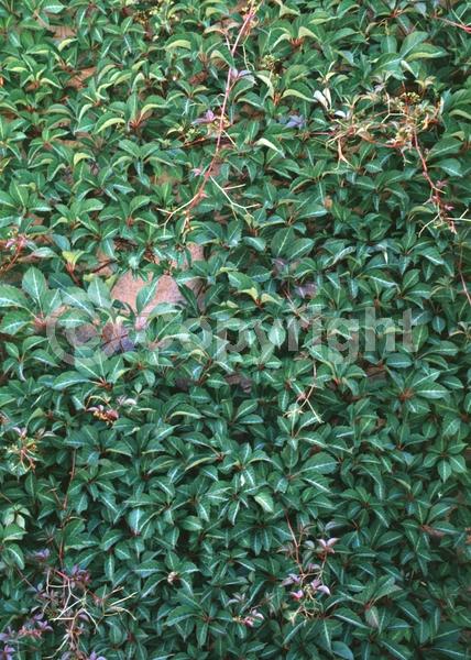 Green blooms; Deciduous; Broadleaf