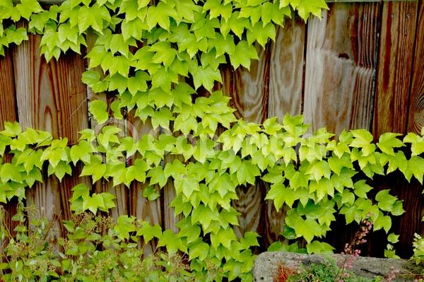 Green blooms; Deciduous