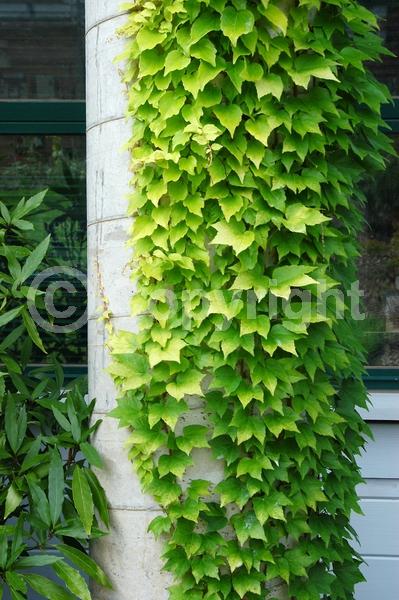 Green blooms; Deciduous