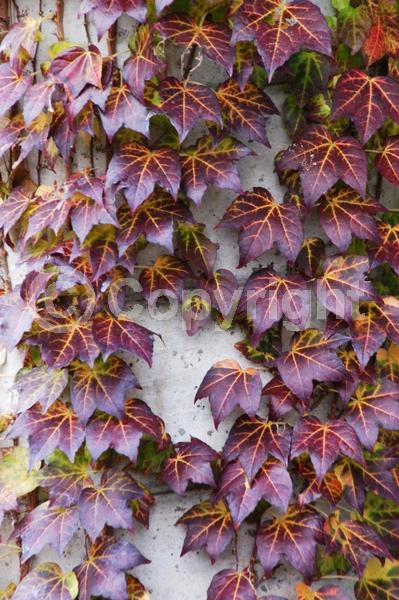 Green blooms; Deciduous
