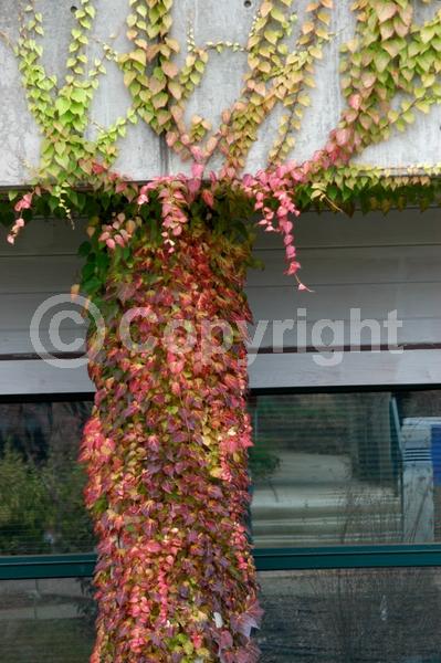 Green blooms; Deciduous