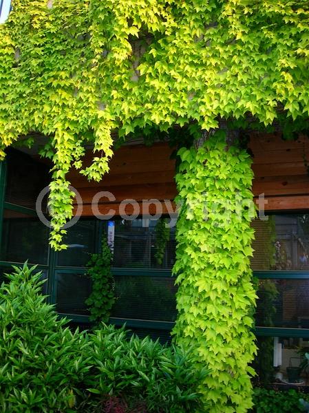 Green blooms; Deciduous