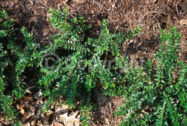 Evergreen; North American Native