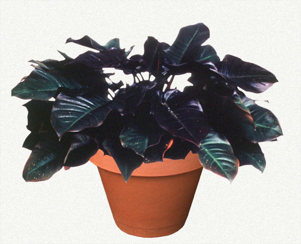 Green blooms; Evergreen; Needles or needle-like leaf