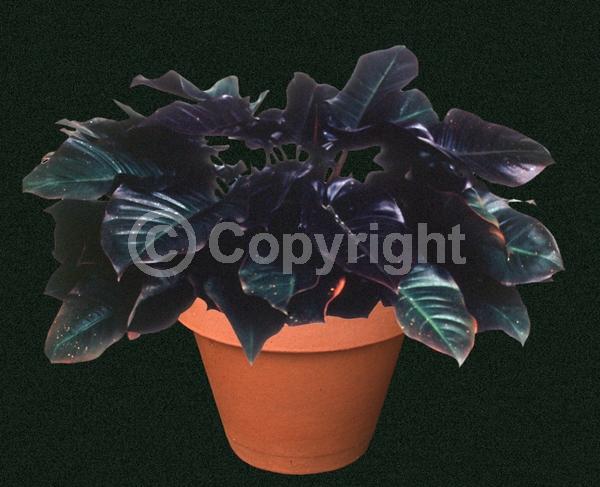 Green blooms; Evergreen; Needles or needle-like leaf