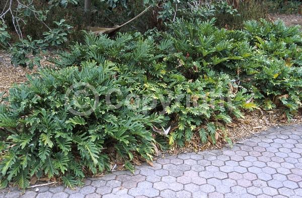Green blooms; Evergreen; Needles or needle-like leaf