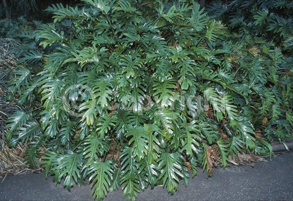 Green blooms; Evergreen; Needles or needle-like leaf
