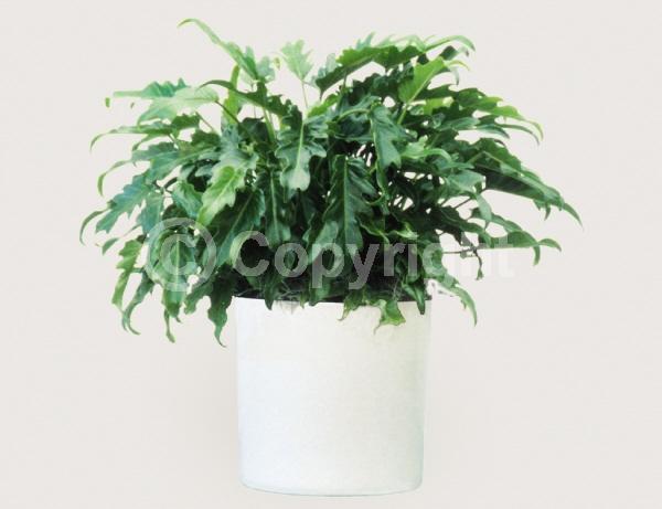 Green blooms; Evergreen; Needles or needle-like leaf