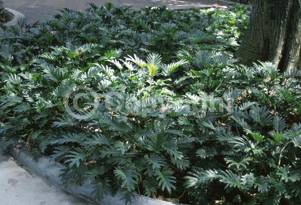 Green blooms; Evergreen; Needles or needle-like leaf