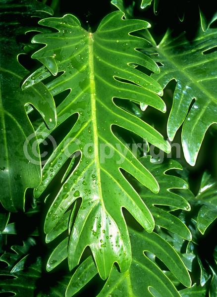 Green blooms; Evergreen; Needles or needle-like leaf
