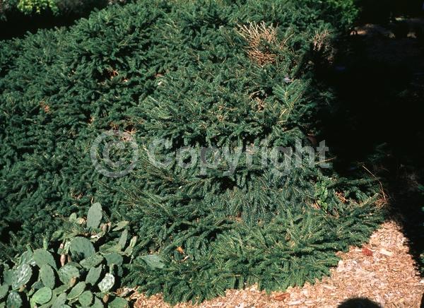 Pink blooms; Evergreen; Needles or needle-like leaf