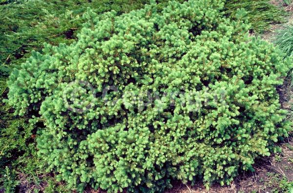 Pink blooms; Evergreen; Needles or needle-like leaf