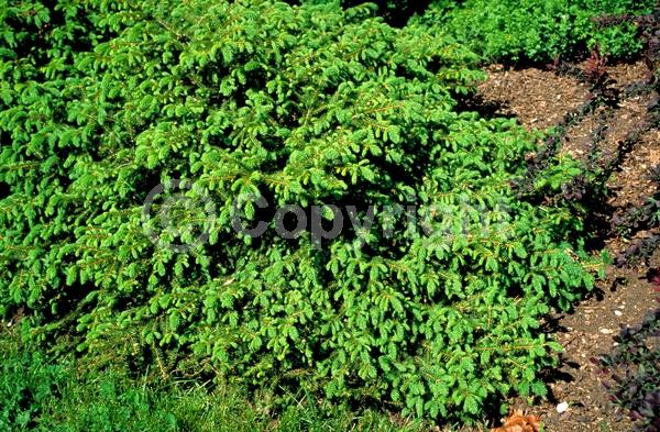Pink blooms; Evergreen; Needles or needle-like leaf
