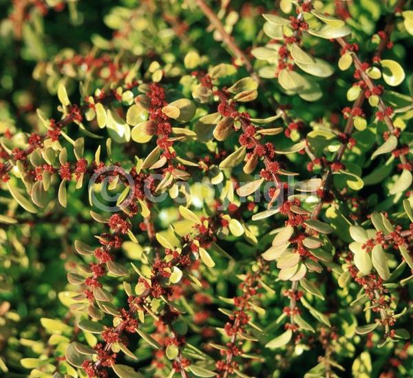 Red blooms; Evergreen