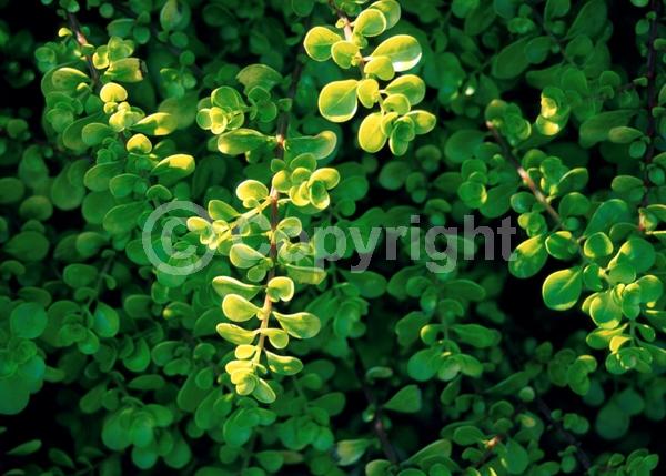 Red blooms; Evergreen