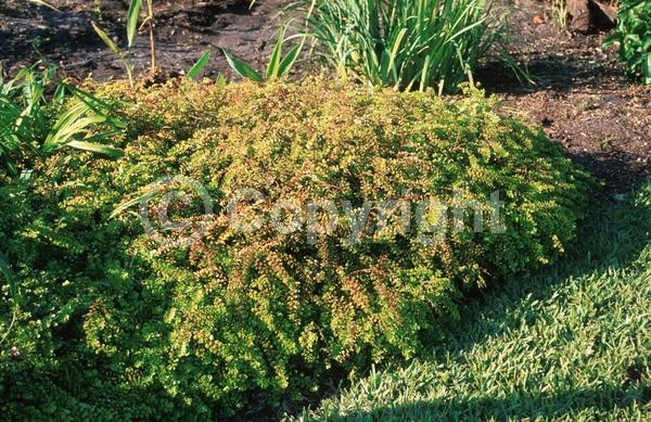 Red blooms; Evergreen