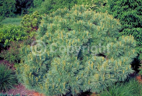 Yellow blooms; Pink blooms; Evergreen; Needles or needle-like leaf