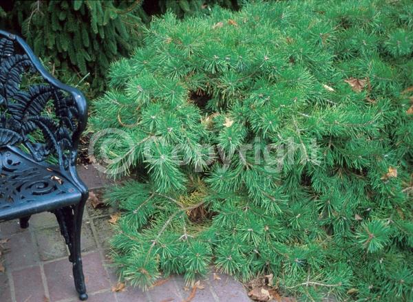 Yellow blooms; Evergreen; Needles or needle-like leaf