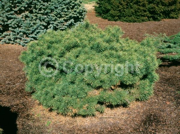 Yellow blooms; Evergreen