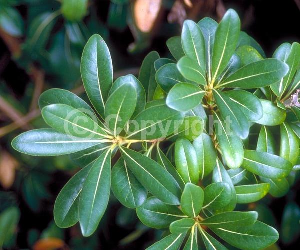 White blooms; Evergreen; Needles or needle-like leaf