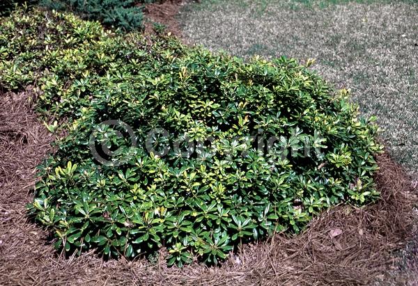 White blooms; Evergreen; Needles or needle-like leaf