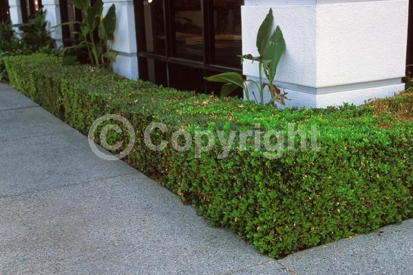 White blooms; Evergreen; Needles or needle-like leaf