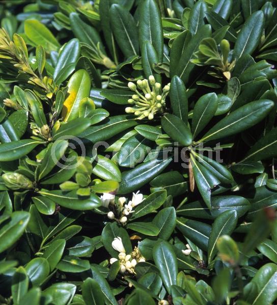 White blooms; Evergreen; Needles or needle-like leaf