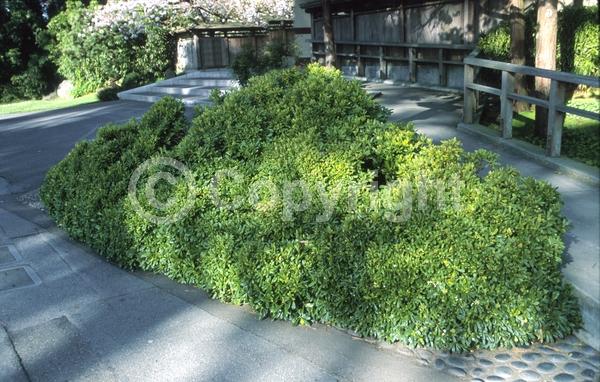 White blooms; Evergreen; Needles or needle-like leaf