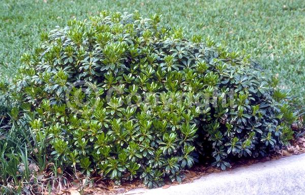 White blooms; Evergreen; Needles or needle-like leaf