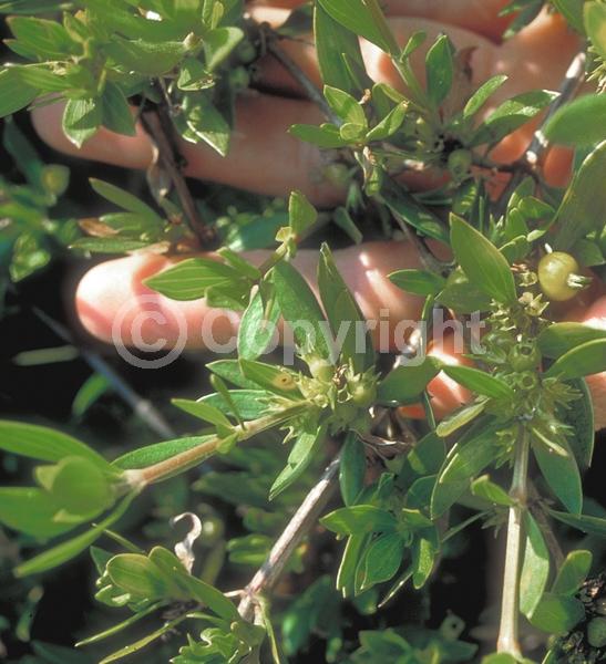 Yellow blooms; White blooms; Pink blooms; Evergreen; Needles or needle-like leaf; North American Native