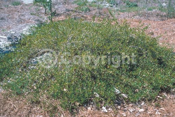 Yellow blooms; White blooms; Pink blooms; Evergreen; Needles or needle-like leaf; North American Native