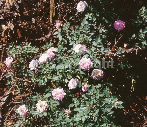 Pink blooms; Deciduous; Broadleaf