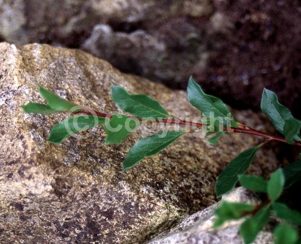 Purple blooms; Deciduous