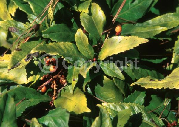 Yellow blooms; Evergreen