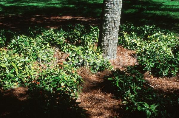 Yellow blooms; Evergreen