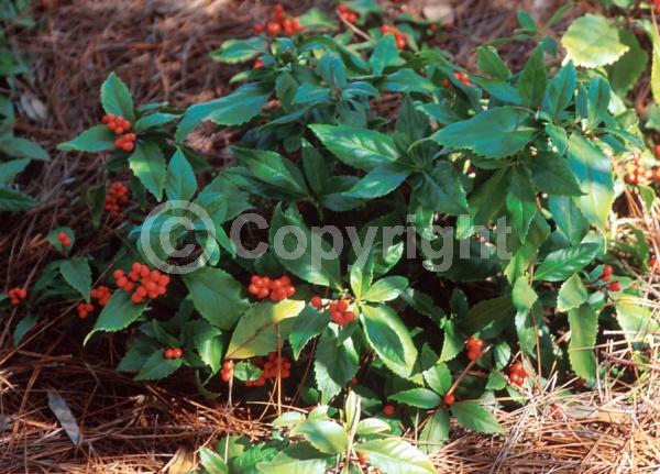 Yellow blooms; Evergreen