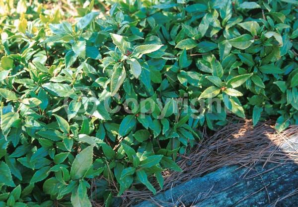 Yellow blooms; Evergreen