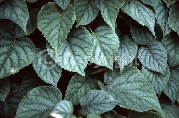 White blooms; Deciduous