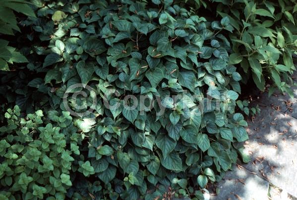 White blooms; Deciduous