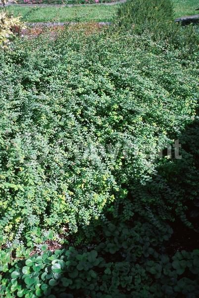 Pink blooms; Deciduous