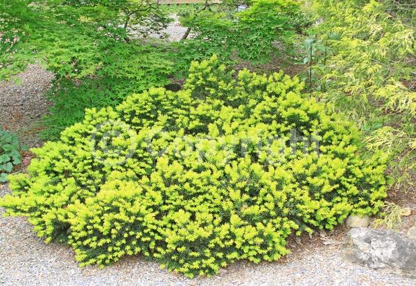 Yellow blooms; Evergreen; Needles or needle-like leaf
