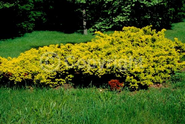 Yellow blooms; Evergreen; Needles or needle-like leaf